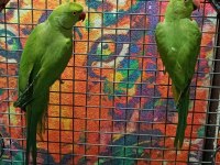 Kapalı bilezik Pakistan papağanları