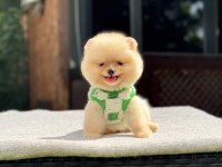 Yavru Pomeranian Boolarımız