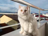 British longhair kedisi sahiplendirme