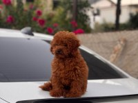 Orijinal kore toy poodle yavrusu kilo garantili