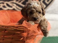 Kore kan poodle yavrularımız