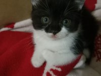 British shorthair kırma