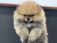 Petmode köpek çiftliğinde ziyarete açık pomeranian