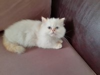 Beyaz Prens İran Kedisi