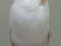 Muhabbet kuşu Gaziantep