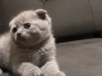 Scottish fold blue point
