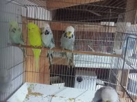 Üreticisinden muhabbet kuşlar