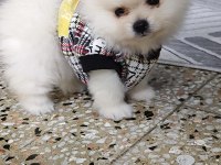 Pomeranian boo yavrularım