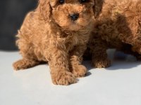 Dişi Red Toy Poodle Yavru