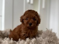 Toy Poodle Yavru