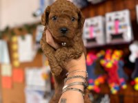 En akıllı apartman köpeği a SCRLİ toy poodle