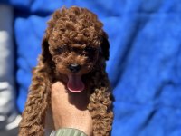 Yasal ruhsatlı çiftlikde ziyarete açık toy poodle 