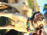DEV ADAYLARI ANADOLU ÇOBAN KÖPEĞİ YAVRULARI
