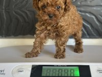 MİNİ POODLE YAVRULAR