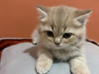 British Shorthair Yavrumuz Şecereli Baba