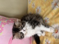 Tamamen ücretsiz kedimiz