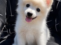 Pomeranian Spitz Erkek Uygun