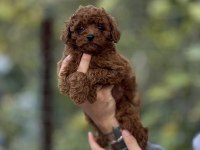 Toy Poodle Yavruları