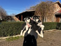 Alaska Malamut Köpek Yavrularımız