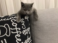 Alerji nedeni ile acil sahiplendirme british longhair