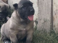 Kaliteli Kangal yavrularımız gönderim yapıyoruz