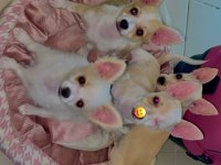 Chihuahua yavru köpekleri sahiplendiriyorum