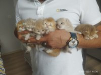 Şecereli golden british longhair yavrularım rezerve