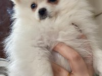 Dişi beyaz pomeranian boo