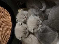 7 Adet Scottish Fold Yavrusu