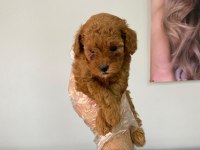 Efsane poodle yavrular