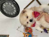 İki aylık dişi pomeranian spitz