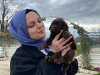 Labrador yavrularımız