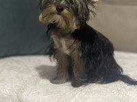 Yorkshire terrier ırkının en iyileri