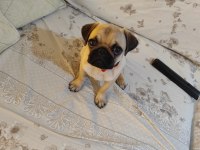 3 Aylık Yavru Pug