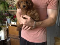 Oyuncu akıllı ve yaramaz poodle