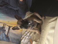 3.5 aylık french bulldog