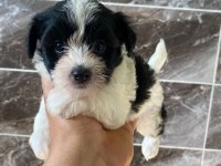 Minyatür orjinal morkie