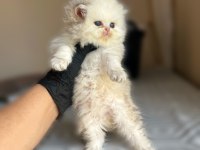 British Longhair Sevgi Dolu Kediler