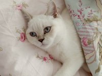 4 aylık british shorthair oğlumuza yuva arıyoruz