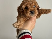 Toy Poodle Yavrularımız Ömürlük Aileleri Bekliyor