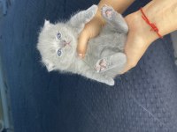 Mini Minicik Kulaklar Kocaman Sevgiler Scottish Fold Yavru