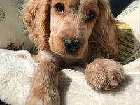 Minik eğitimli prenses köpeğimiz