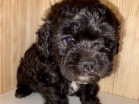 Toy poodle yavrular