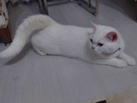 British shorthair 8 aylık kedimiz