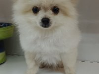 Yeni yuvasına gitmeye hazır pomeranian