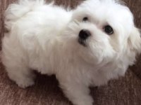 SAFKAN MALTESE TERRİER YAVRULARI