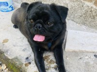 2.5 yaşında pug