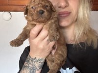 Toy Poodle Köpeği Yavrularımız