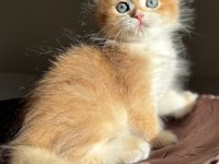 Mükemmel Kalite Golden Ny12 British Longhair