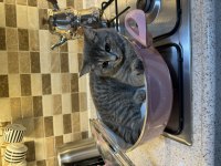 Yakışıklı güzel gözlü british shorthair oğlum
